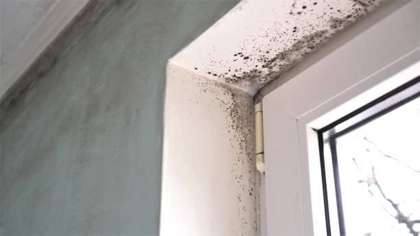 Best Crawl Space Mold Remediation in Notasulga, AL